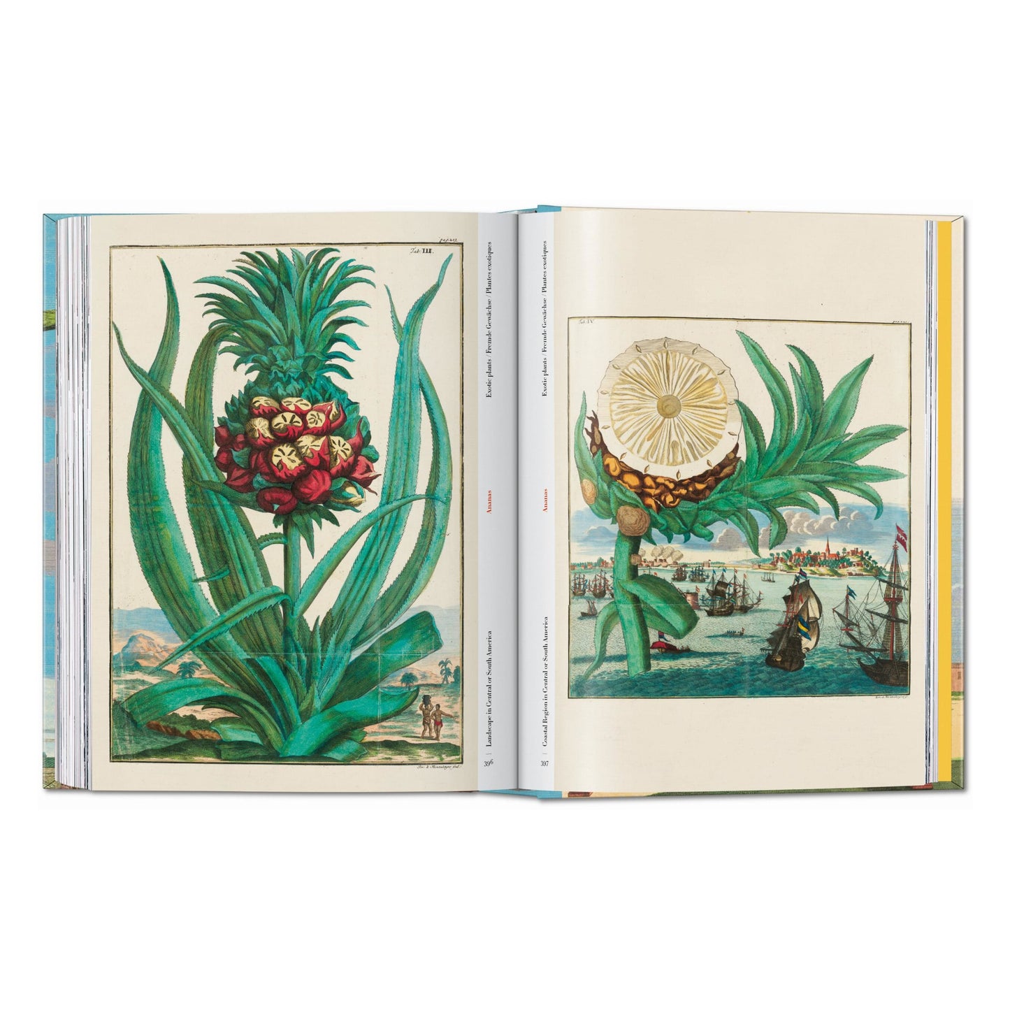 J. C. Volkamer. The Book of Citrus Fruits. 45th Ed. (German, French, English) Book