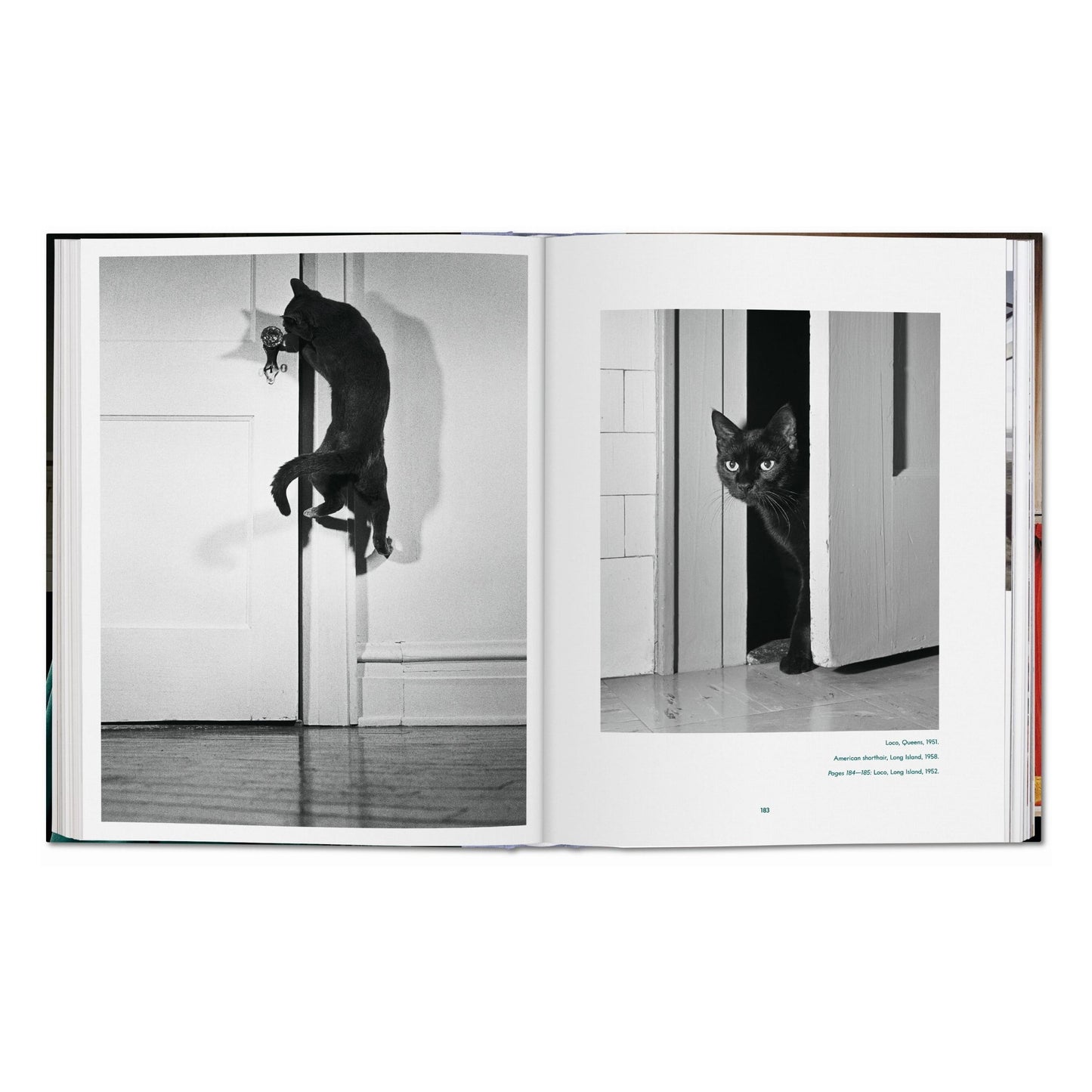 Walter Chandoha. Cats. Photographs 1942–2018 (German, French, English) Book