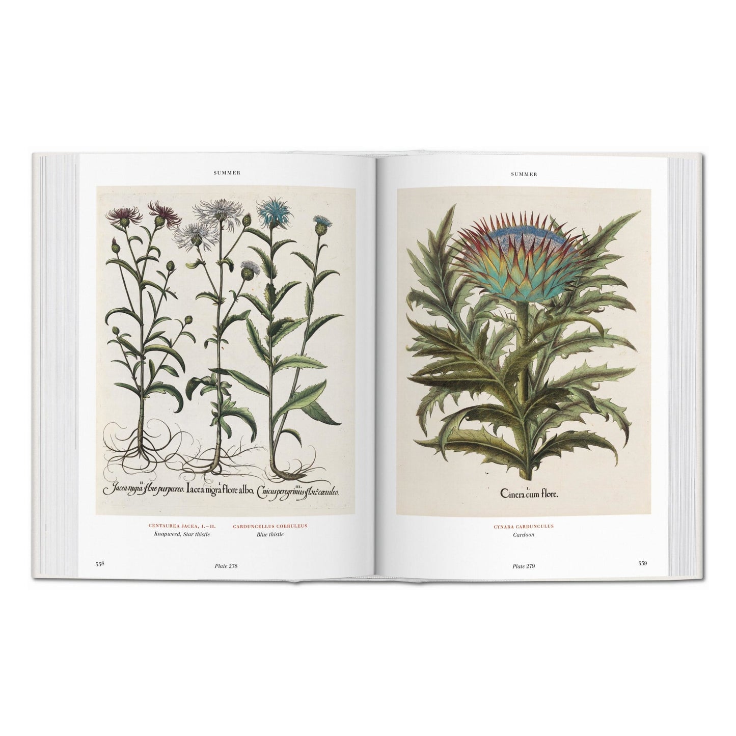 Basilius Besler. Florilegium. The Book of Plants (English) Book