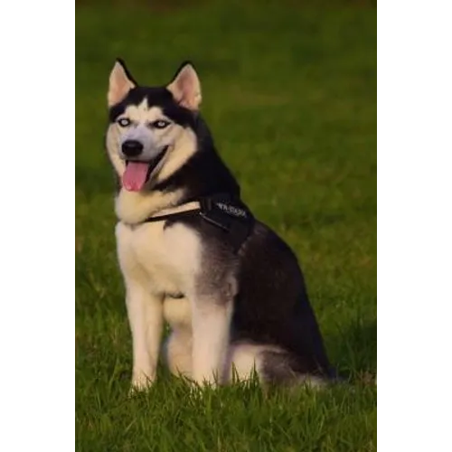 Husky: This Is a General Name for a Sled-Type of Dog Used in Northern Regions, Differentiated from Other Sled-Dog Types by Th
