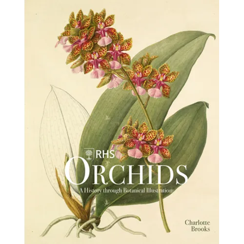 Rhs Orchids