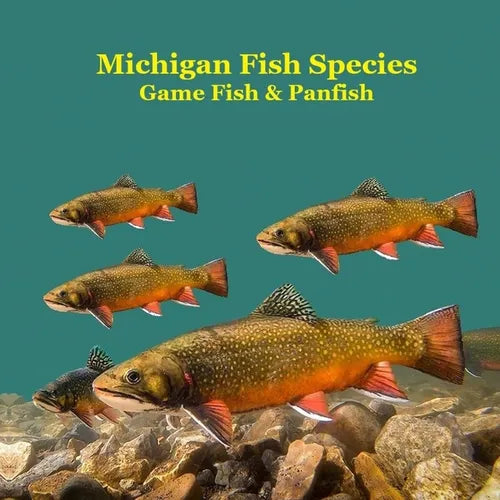 Michigan Game Fish and Panfish Species Kids Book: Great Book About the Different Types of Fish in Michigan