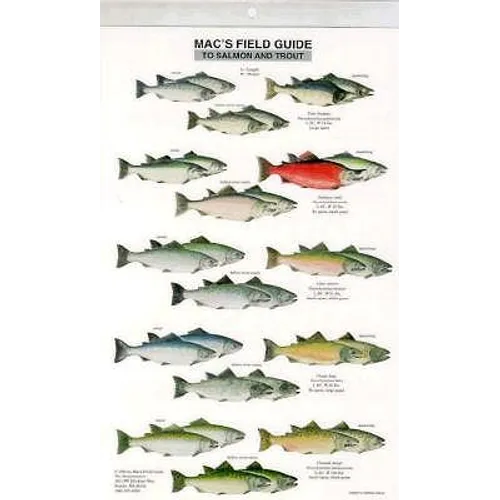 Mac's Field Guides: North American Salmon & Trout