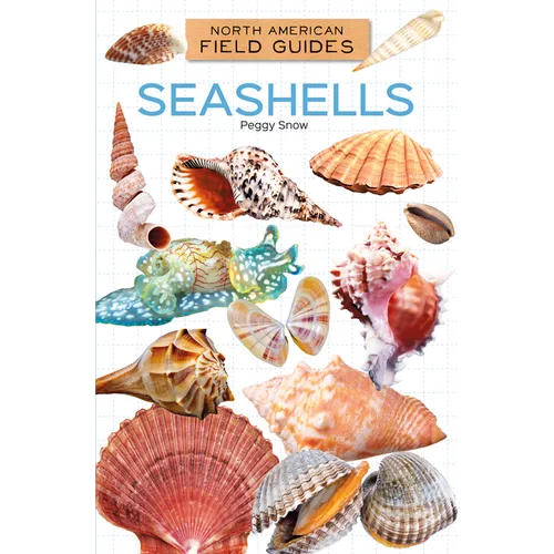 Seashells