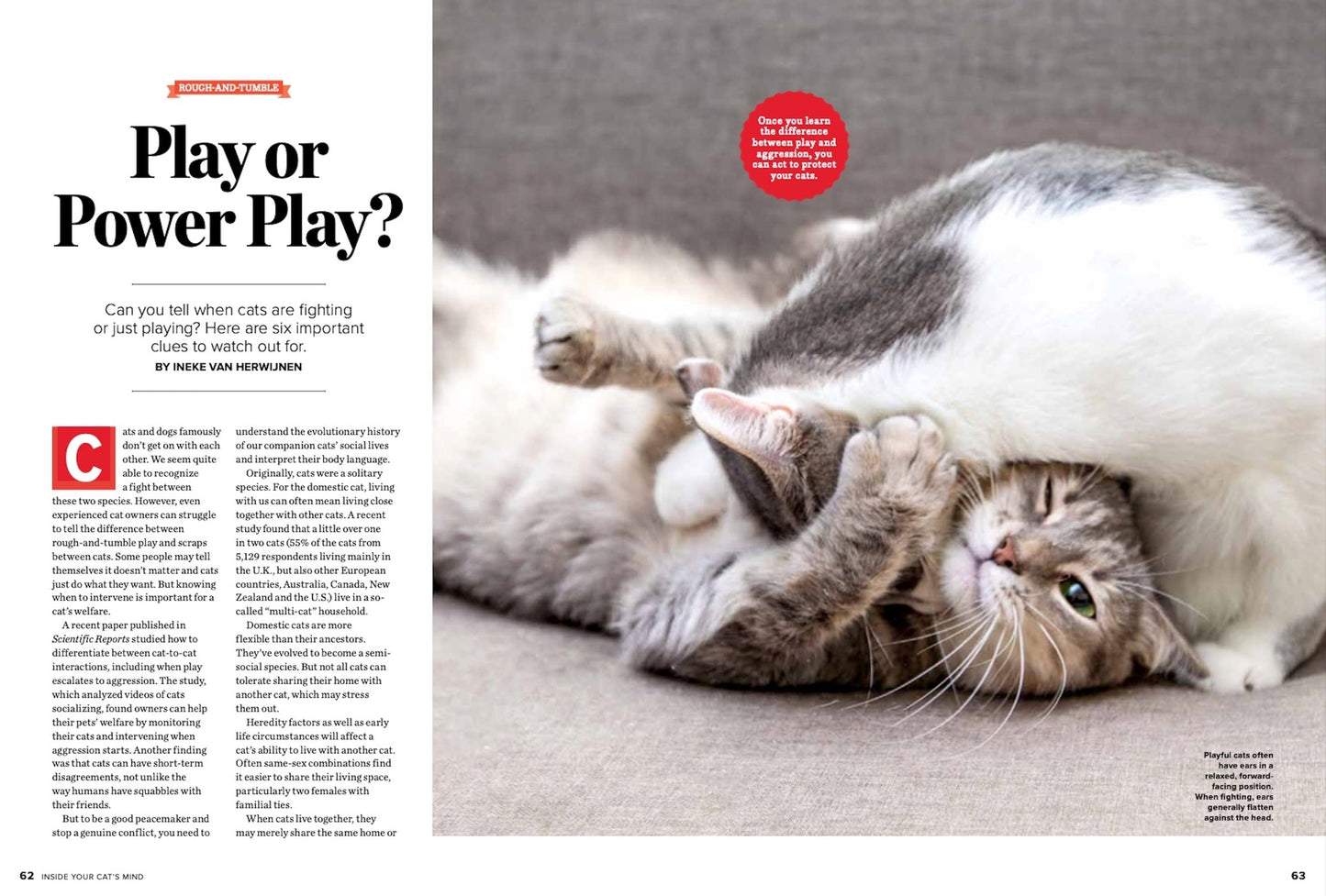 Inside Your Cats Mind - What They Really Think & Need, Dr. Zazie Todd & Mikel Delgado Animal Behaviorist, 10 Essential Strategies For Their Happiness, The Many Meanings Of The Purr & More!