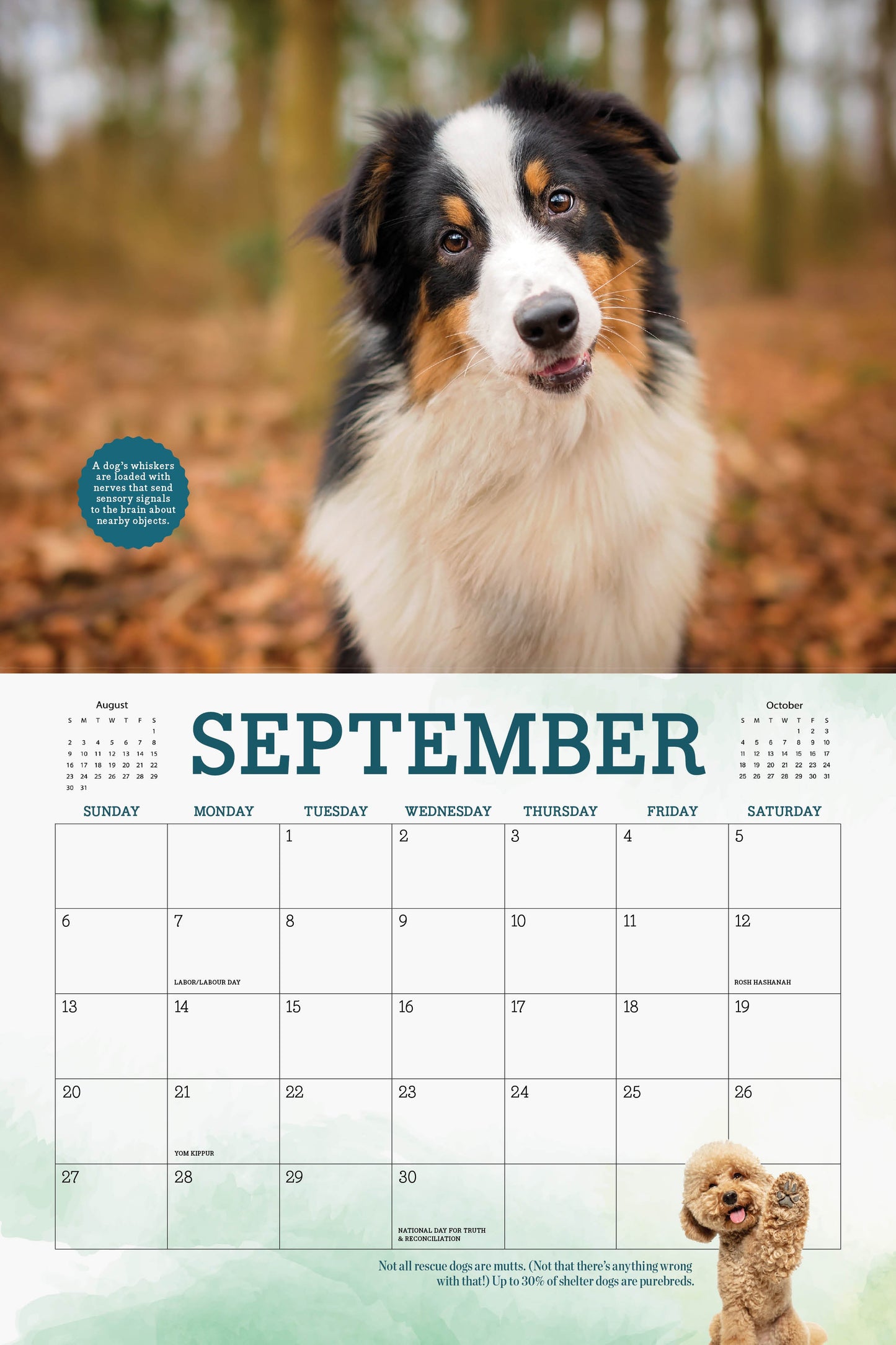 Adorable Dogs - 2026 Calendar:  A Year Of Four-Legged Friends, 12 Months Of Heartwarming & Joyful Dog Photography To Cherish All Year Long, Celebrate Our Furry Companions, Make Memories & More!