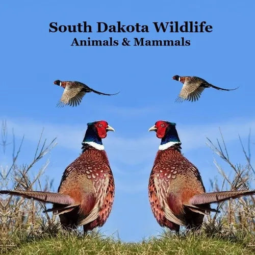South Dakota Animals and Mammals Wildlife Book: Great South Dakota Animals Book for Children of all Ages