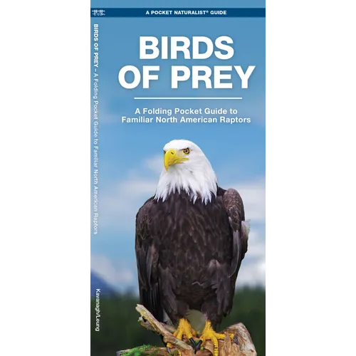 Birds of Prey: An Introduction to Familiar North American Species