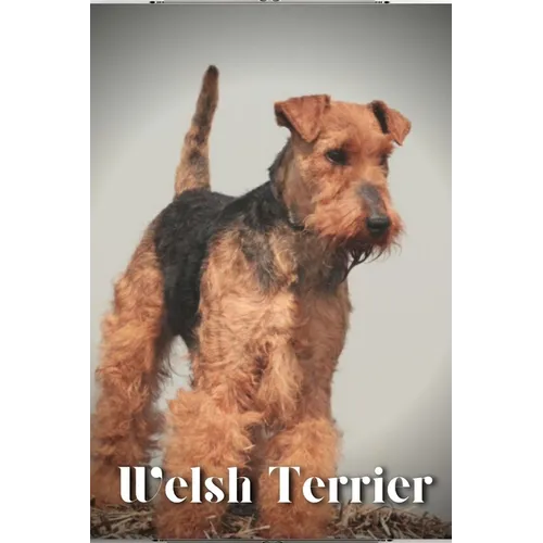 Welsh Terrier: Dog breed overview and guide