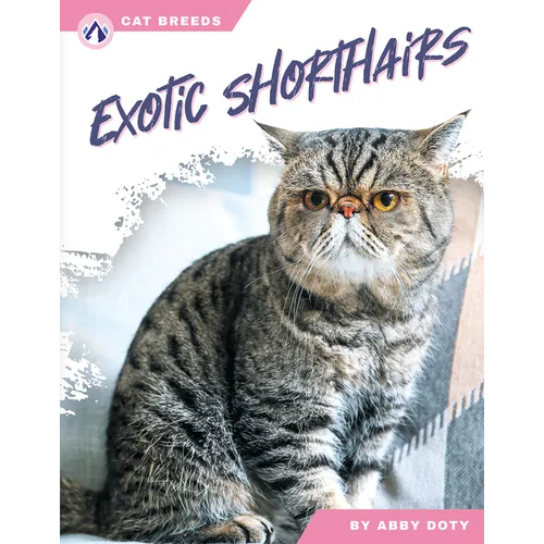 Exotic Shorthairs