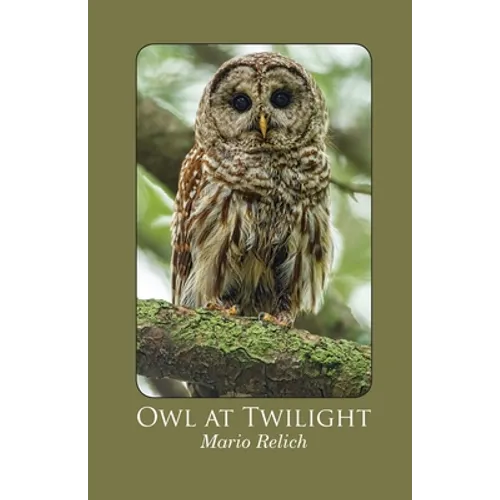 Owl at Twilight