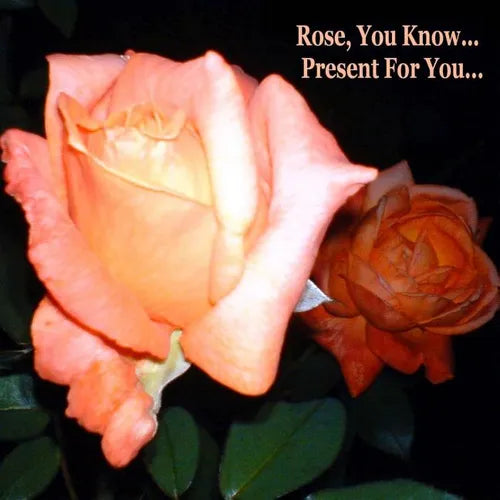 Rose, You Know - Present for You