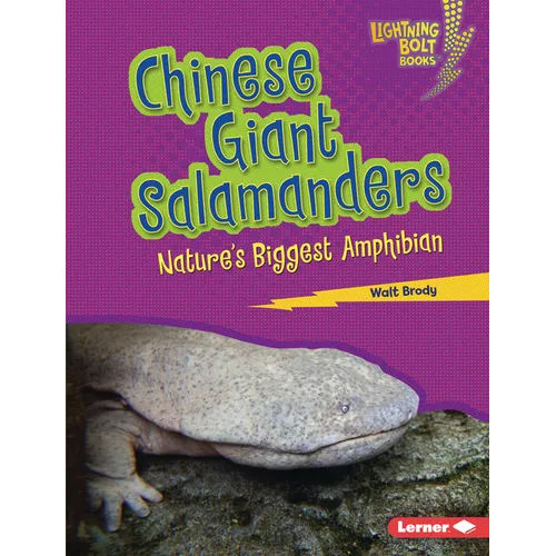 Chinese Giant Salamanders: Nature's Biggest Amphibian