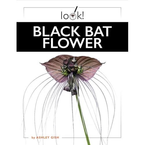 Black Bat Flower