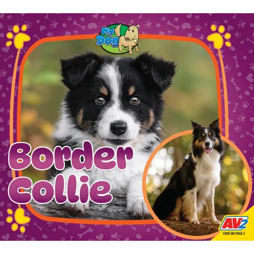 Border Collie