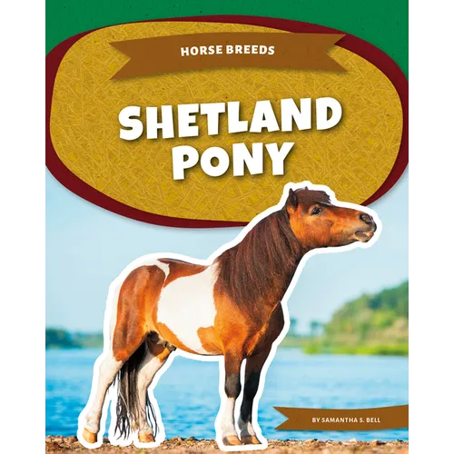 Shetland Pony