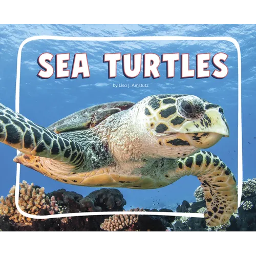 Sea Turtles