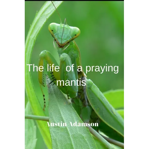 Тhe life of a praying mantis