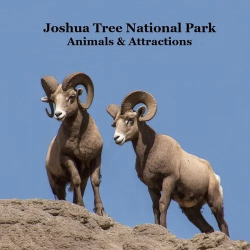 Joshua Tree National Park Animals and Attractions Kids Book: Great Kids book about the Animals and Attractions in Joshua Tree National Park