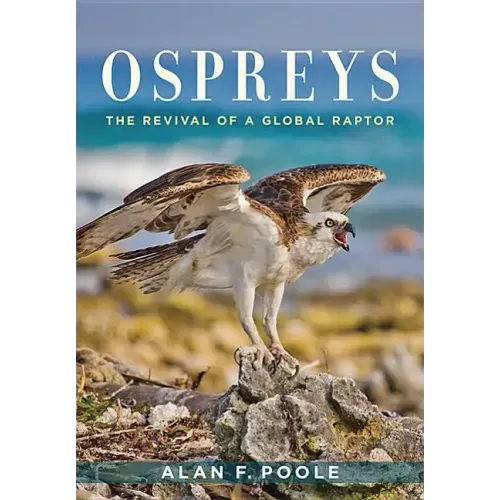 Ospreys: The Revival of a Global Raptor