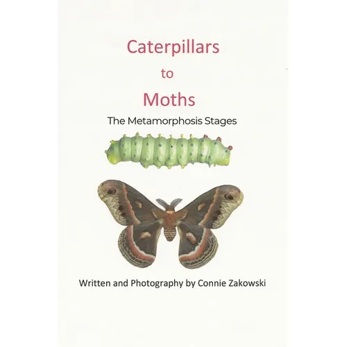 Caterpillars to Moths: The Metamorphosis Stages