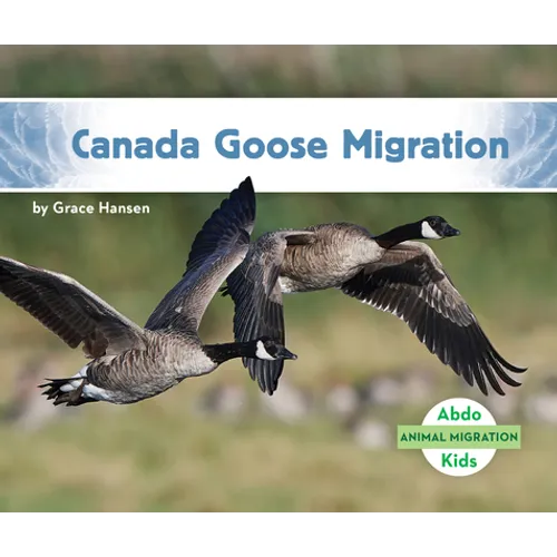 Canada Goose Migration