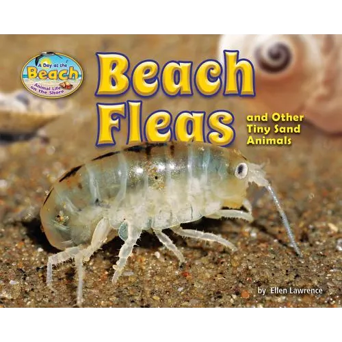 Beach Fleas and Other Tiny Sand Animals