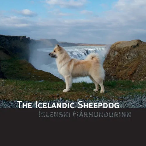 The Icelandic Sheepdog: Islenski Fjarhurdurinn