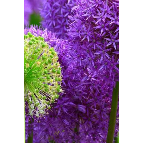 Blossoms: Alliums Are Hardy Bulbs That Produce Dramatic Balls of Purple, Blue, Yellow or Pink Flowers Atop Stiff, Upright Stems.