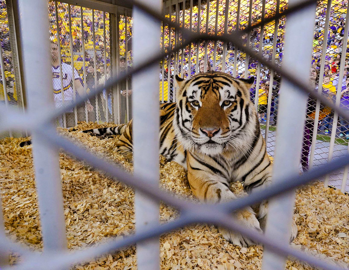 100 Years in Death Valley: How Tiger Stadium Became One of the Most Legendary Venues in American Sports Book