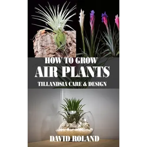 How to Grow Air Plants: Tillandsia Care and Design