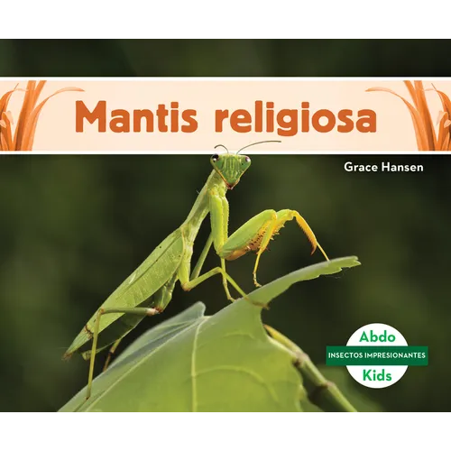 Mantis Religiosa (Praying Mantis)