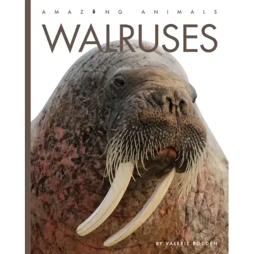 Walruses