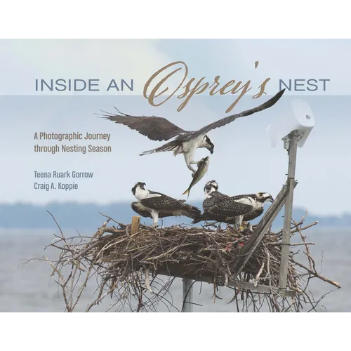 Inside an Osprey's Nest: A Photographic Journey Through Nesting Season
