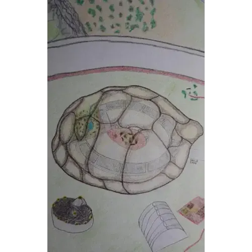 The Turtle Test