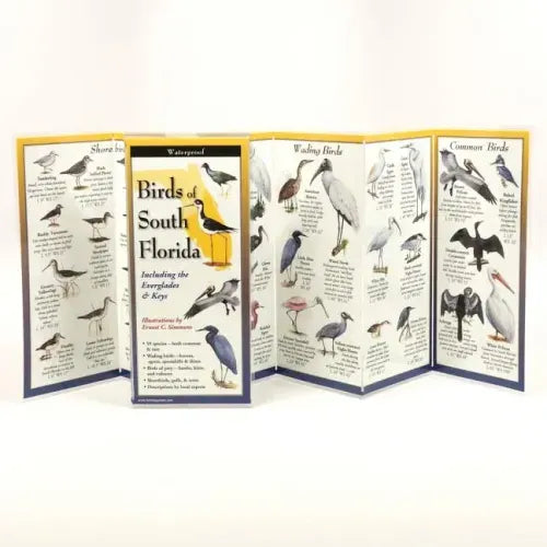 Birds of South Florida