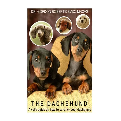 The Dachshund: A vet's guide on how to care for your Dachshund