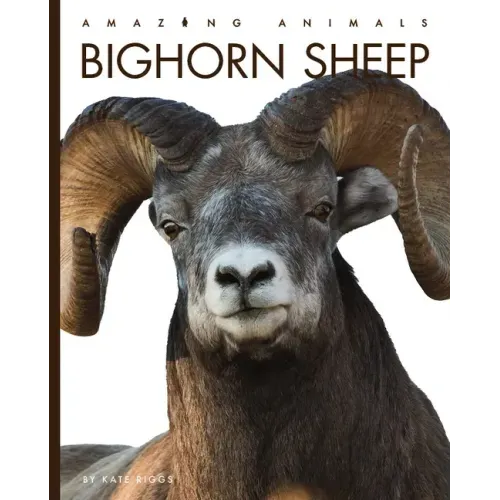 Bighorn Sheep