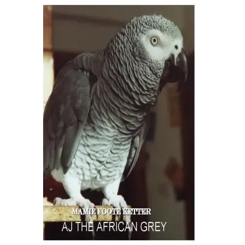 AJ The African Grey