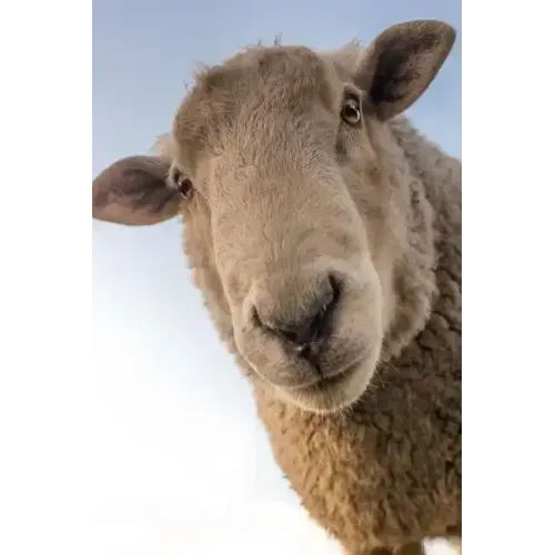 Sheep: Domestic Sheep Are Quadrupedal, Ruminant Mammals Typically Kept as Livestock. Like Most Ruminants, Sheep Are Members o