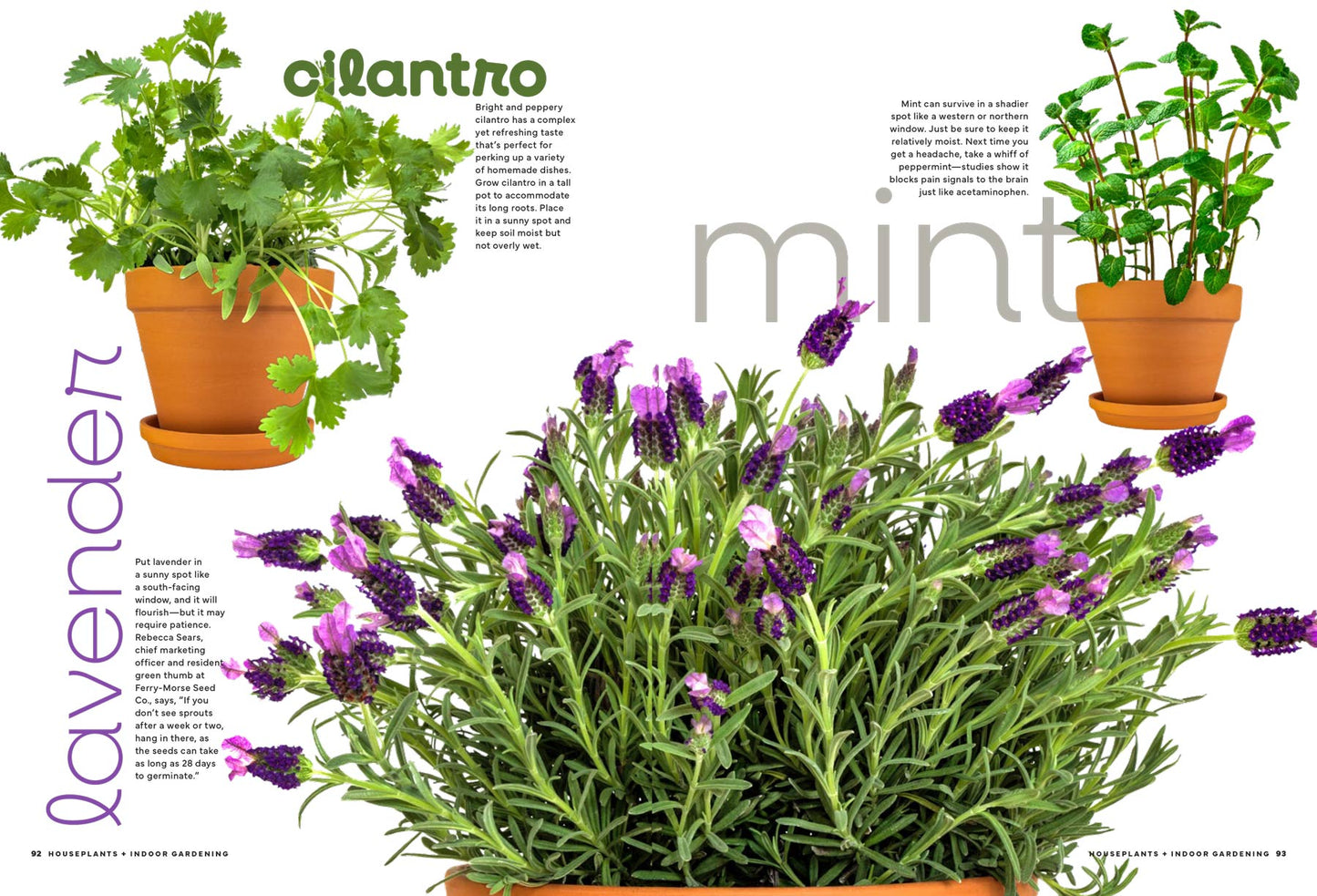 Houseplants & Indoor Gardening - Your Ultimate Guide To Happy, Healthy Plants: 60 Low-Maintenance Houseplants, Flowering Favorites, Unique Metallic Plants, Create A Vibrant, Lush Indoor Oasis & More!