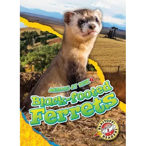 Black-Footed Ferrets
