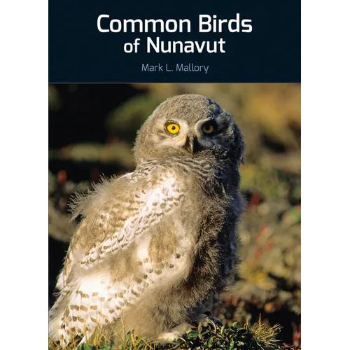 Common Birds of Nunavut