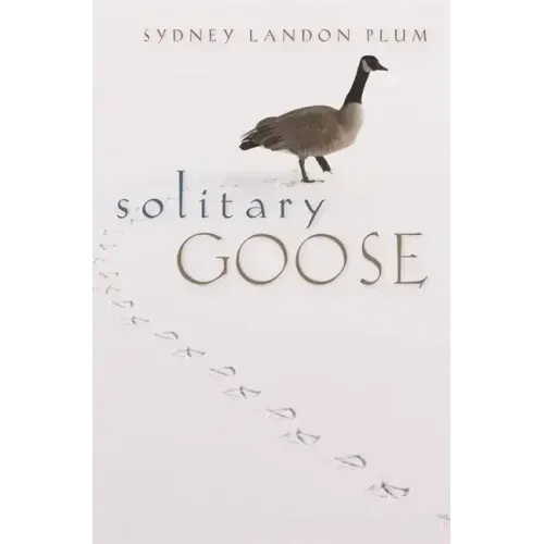 Solitary Goose