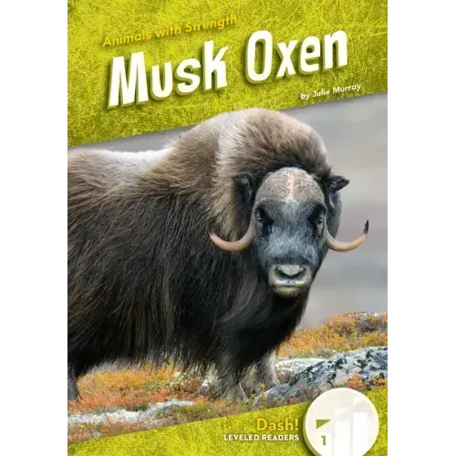 Musk Oxen