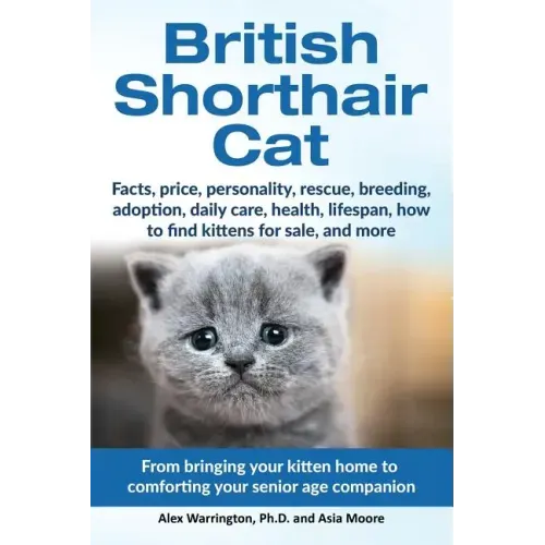 British Shorthair Cat: From bringing your kitten home to comforting your senior age beloved companion