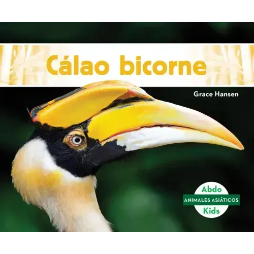 Calao Bicorne (Great Hornbills)
