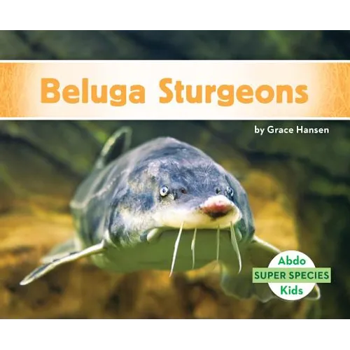 Beluga Sturgeons
