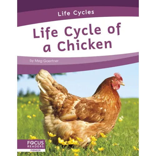 Life Cycle of a Chicken