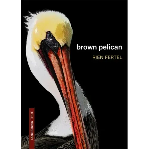 Brown Pelican
